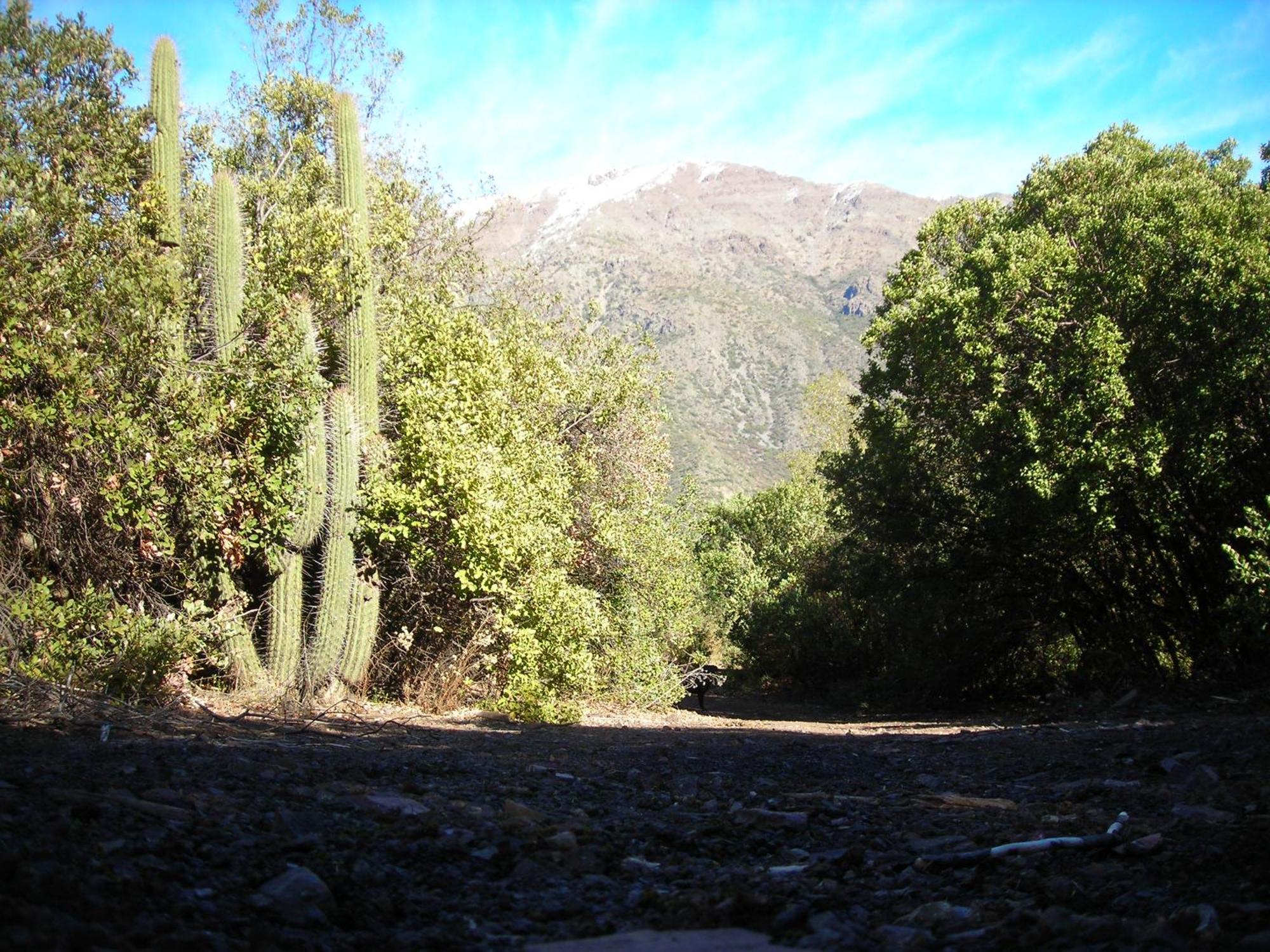 Las Lomitas De Guayacan, Cabanas Y Spa San José de Maipo エクステリア 写真
